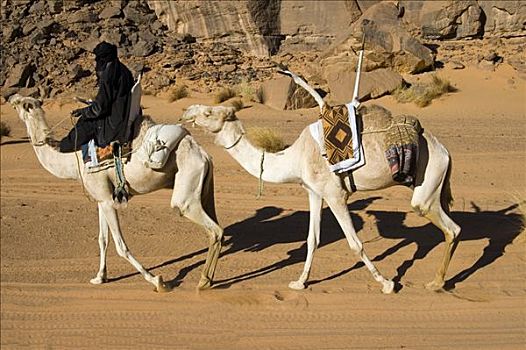柏柏尔人,单峰骆驼,传统,马鞍,利比亚,北非