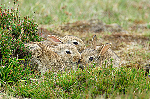 欧洲兔,兔豚鼠属,群,费吕沃,国家公园,格尔德兰,荷兰