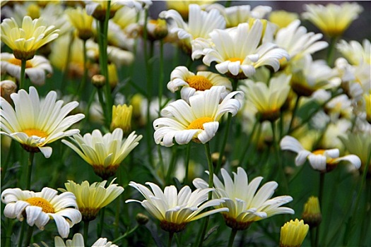 非洲菊,白色,黄花