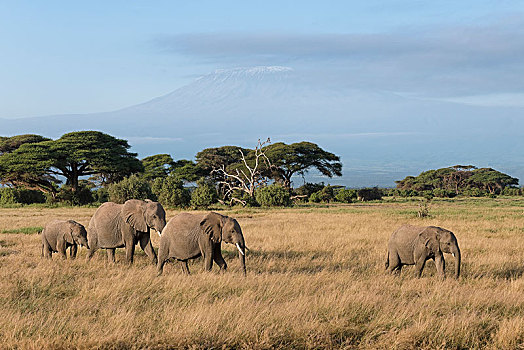 非洲象,正面,乞力马扎罗山,安伯塞利国家公园,肯尼亚,非洲