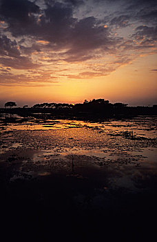 日落,多云,天空,上方,稻米,稻田,地点,树,剪影,背景,孟加拉