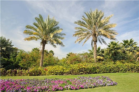 棕榈树,迪拜