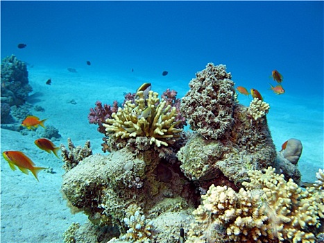 珊瑚礁,异域风情,鱼,珊瑚,仰视,热带,海洋,蓝色背景,水,背景