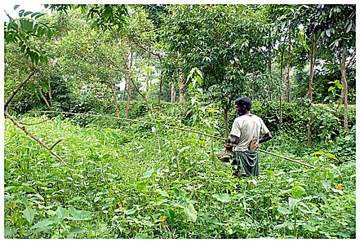 乡村,钓鱼,男人,水塘,孟加拉,五月,2007年