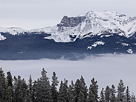 树,积雪,山脉,背景,公路,碧玉国家公园,艾伯塔省,加拿大