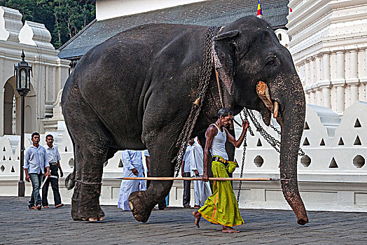 印度象,象属,工作,驱象者,庙宇,神圣,牙齿,古物,康提,中央省,斯里兰卡,亚洲