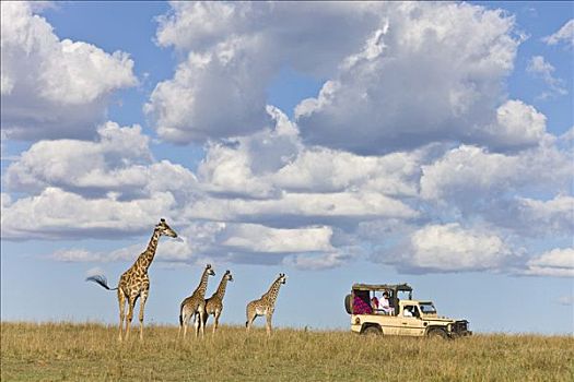 马赛长颈鹿,女性,幼兽,看,游客,马赛马拉国家保护区,肯尼亚