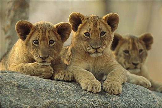 非洲狮,狮子,三个,幼兽,休息,石头,万基国家公园,津巴布韦