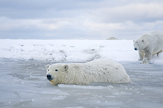 好奇,北极熊,幼兽,水,母兽,坐,冰冻,向上,区域,北极圈,国家野生动植物保护区,阿拉斯加