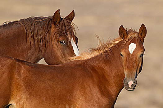 野马,马,普赖尔山野马放牧区,蒙大拿