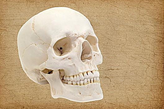 头骨,解剖模型,身体部位
