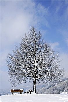 酸橙树,椴树属,冬天