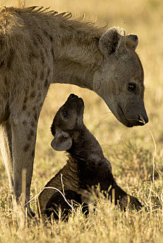 鬣狗,马赛马拉,肯尼亚,非洲