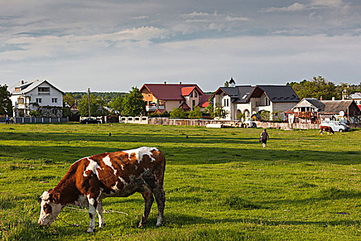 罗马尼亚,布科维纳,区域,乡村,风景,母牛