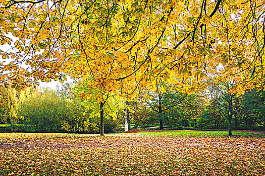 秋天,枝条,黄叶,秋色,悬挂,上方,地面,遮盖,枫叶