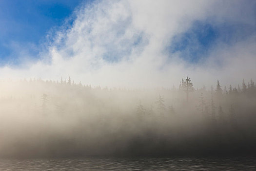 云,雾,大熊雨林,海岸线,不列颠哥伦比亚省,加拿大