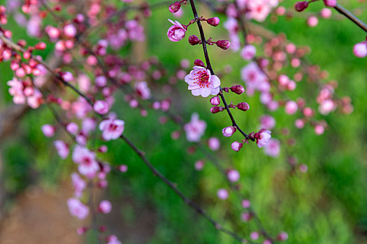 花卉