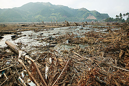 风景,灾难,稻田,水,树,破损,毁坏,印度洋,地震,海啸,2004年,省,印度尼西亚