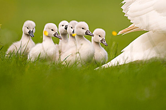 疣鼻天鹅,天鹅,幼禽,跟随,母亲,弗里斯兰省,荷兰
