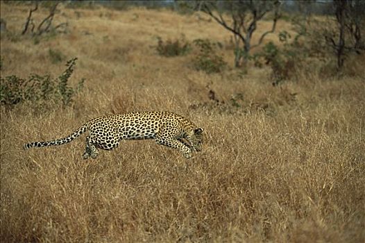 豹,成年,突袭,草,禁猎区,南非