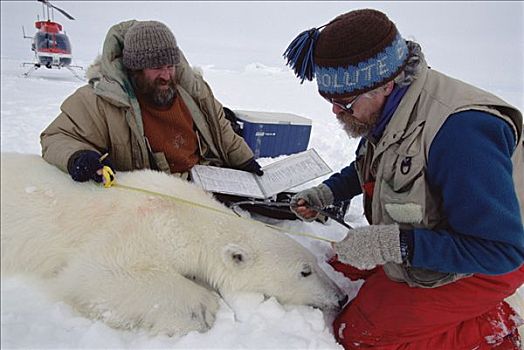 测量,北极熊,坚决,加拿大