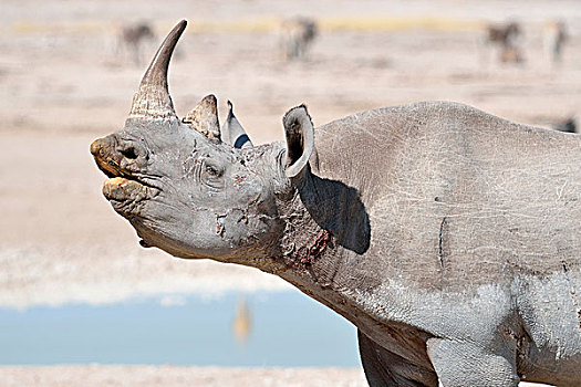 黑犀牛,成年,雄性,嗅,水潭,埃托沙国家公园,纳米比亚,非洲