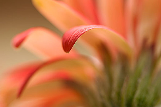 特写,非洲菊,花瓣