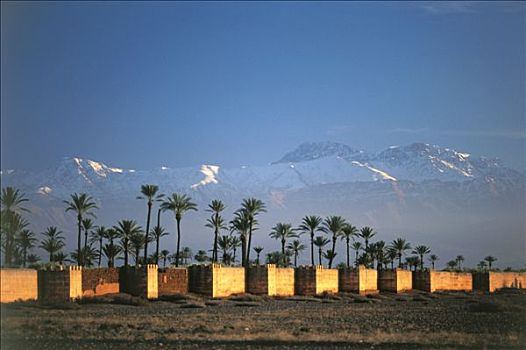 摩洛哥,玛拉喀什,风景,壁,棕榈树,小树林,攀升,背影