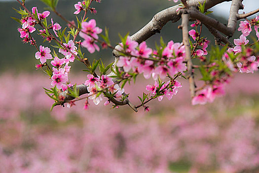 平谷桃花