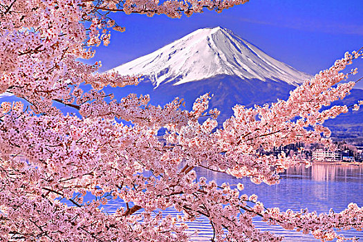 山,富士山,樱桃树