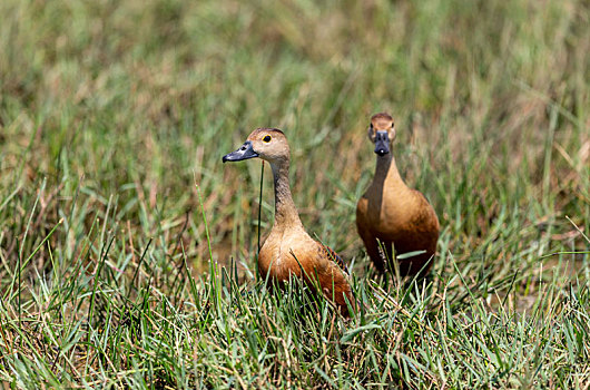 小群活动于湖泊,沼泽地觅食的栗树鸭