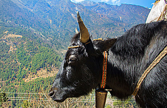 尼泊尔,牦牛,站立,喜马拉雅山,母牛