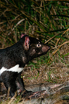 袋獾,腐肉,撞死,诱饵,夜晚,澳大利亚,塔斯马尼亚