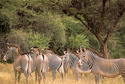 肯尼亚,国家级保护区,牧群,斑马,细纹斑马,站立,草,朴素,背景,树,九月