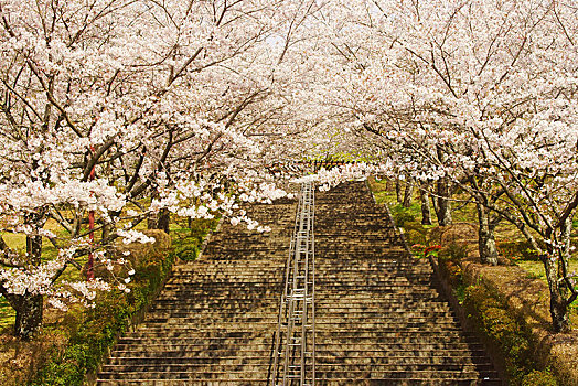 櫻花,樓梯