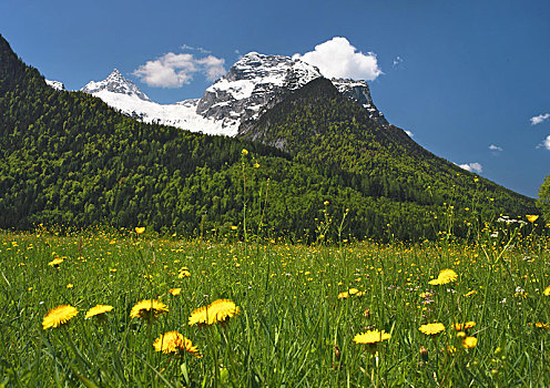 草地,蒲公英,正面,山,靠近,萨尔茨堡,萨尔茨堡州,奥地利,欧洲