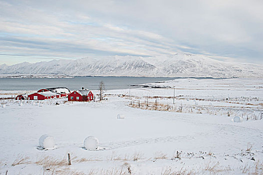 农场,区域,北方,冰岛