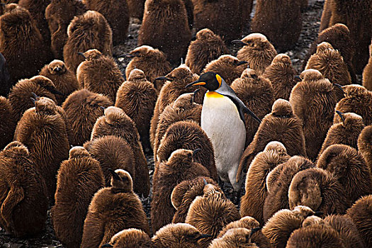 帝企鹅,幼禽,索尔兹伯里平原,南乔治亚,南极