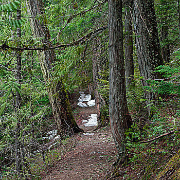 树,树林,秋天,省立公园,惠斯勒,不列颠哥伦比亚省,加拿大