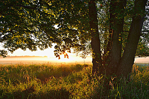 树,地点,日出,自然保护区,黑森州,德国,欧洲