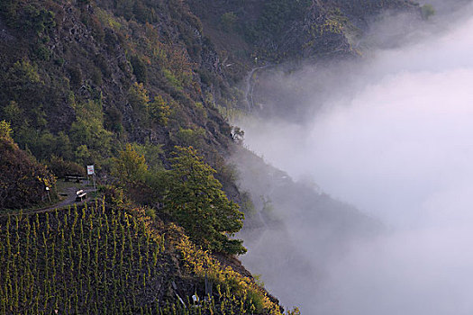 雾,摩泽尔河,摩泽尔河谷,莱茵兰普法尔茨州,德国