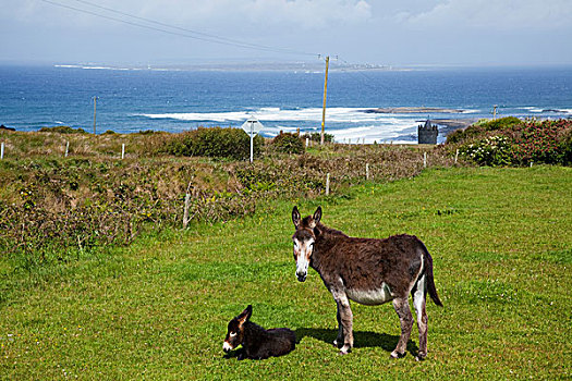 驴,小马,靠近,克雷尔县,爱尔兰