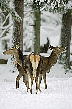 树林,赤鹿,雌鹿,鹿属,鹿,雪,自然,野生动物,栖息地,森林动物,动物,哺乳动物,牡鹿,游戏,红色,雌性,冬天,毛皮,暗褐色,季节,下雪