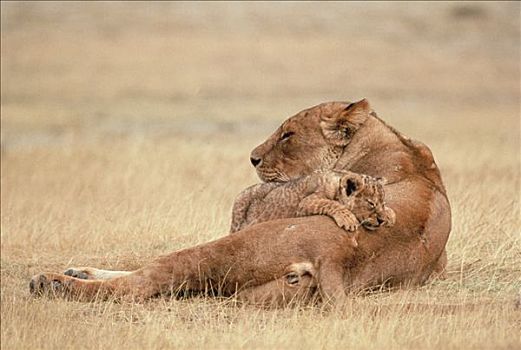 非洲狮,狮子,母兽,睡觉,幼兽,塞伦盖蒂国家公园,坦桑尼亚