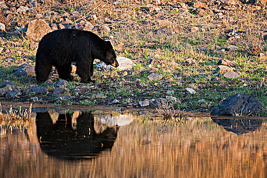 美洲黑熊,黄石国家公园,怀俄明,爱达荷,蒙大拿,北美,美国