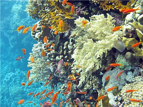 彩色,珊瑚礁,热带,海洋,水下