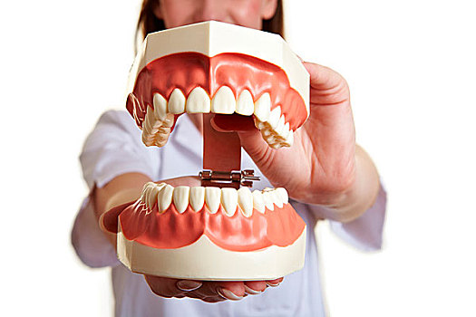 牙医,拿着,巨大,牙齿,模型,咬