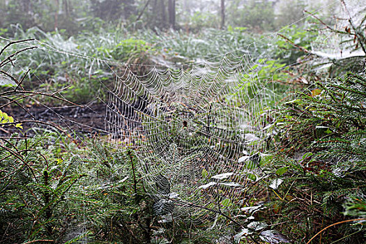 蜘蛛网,欧洲园蛛,幼兽,云杉,巴伐利亚,德国,欧洲