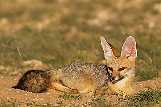 角狐,狐属,休息,洞穴,卡拉哈里沙漠,卡拉哈迪大羚羊国家公园,南非,非洲