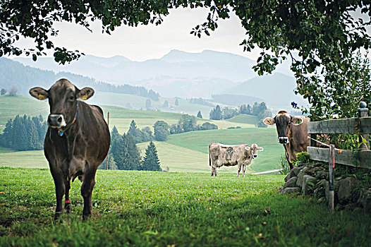母牛,地点,区域,巴伐利亚,德国